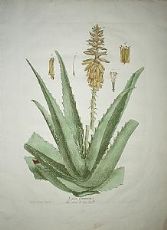 Aloe vera - N. Regnault 1774-80