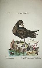 Uccello delle tempeste - Hydrobates pelagicus - Seligmann 1749