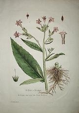 Tabacco - Nicotiana - N. Regnault 1774-80
